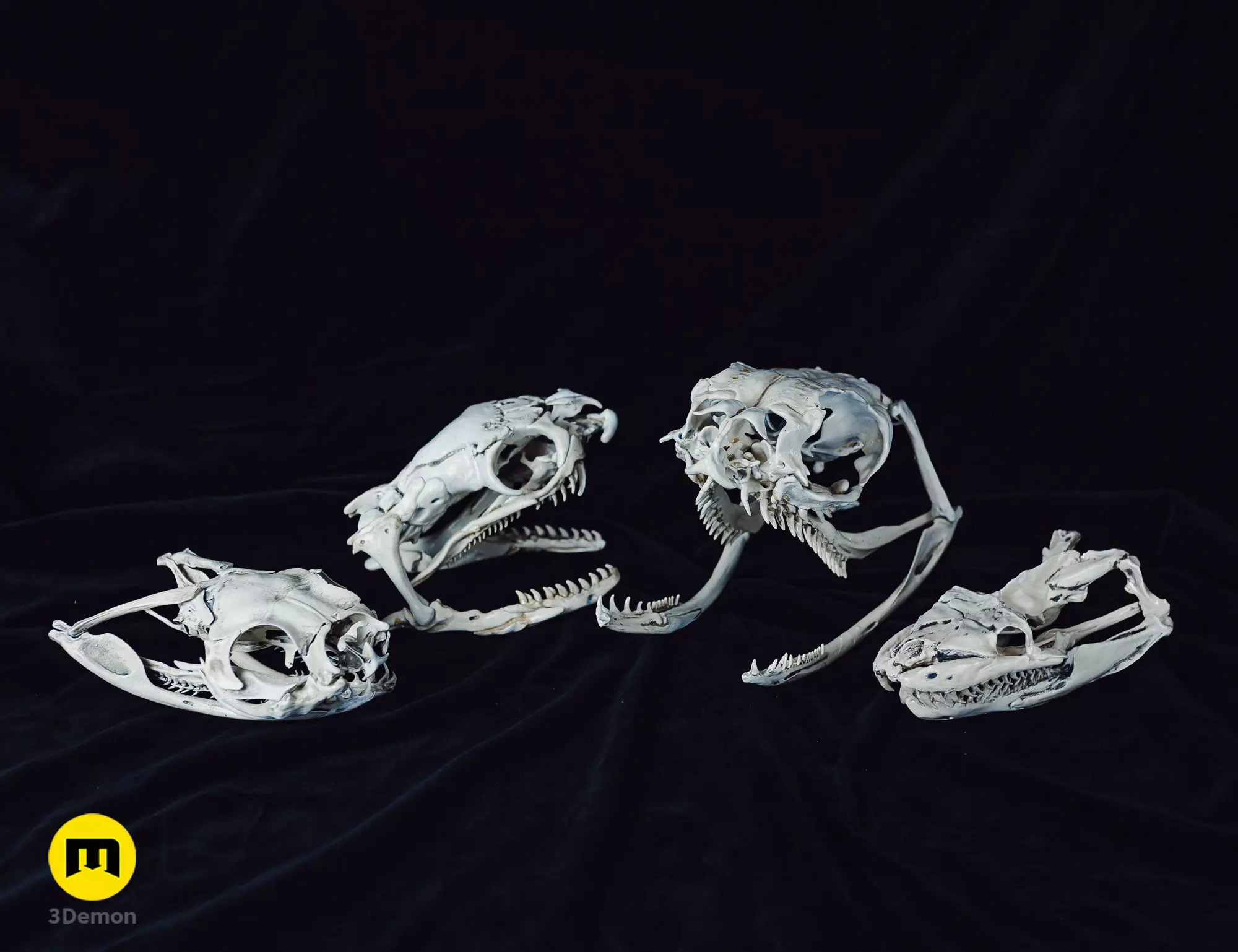Realistic Snake Skull Collection 3D print model