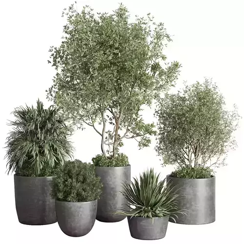 outdoor plant set 160 pot old tree bush palm in