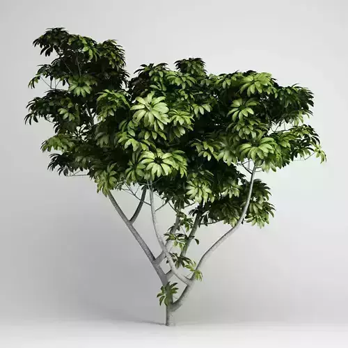 Umbrella Tree 3D model