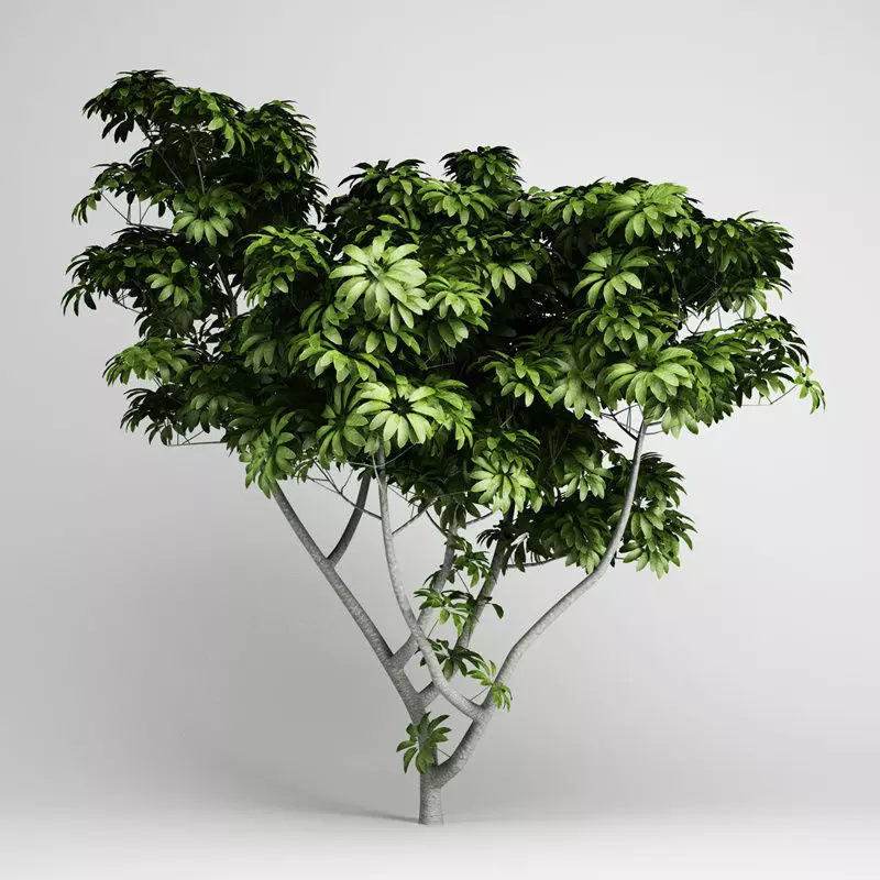 Umbrella Tree 3D model_0