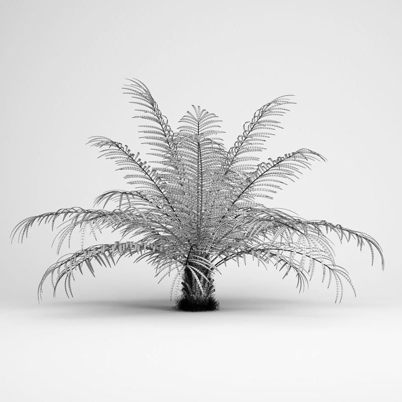 Sugar Palm 3D model_1