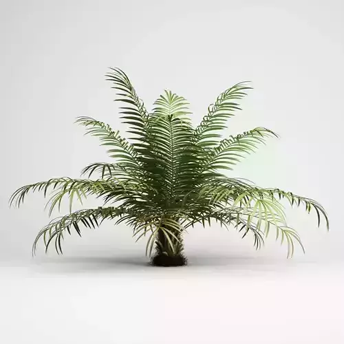 Sugar Palm 3D model