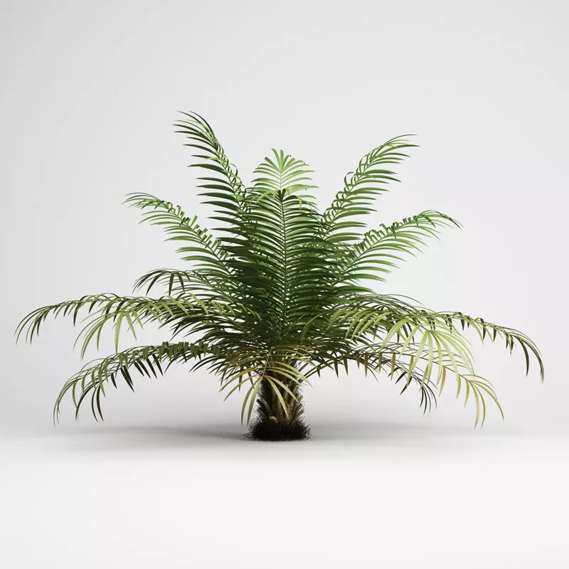 Sugar Palm 3D model_0