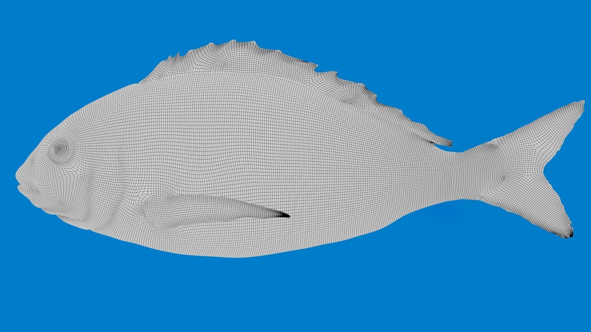 Fish Animated Sea Bream 3D model_4