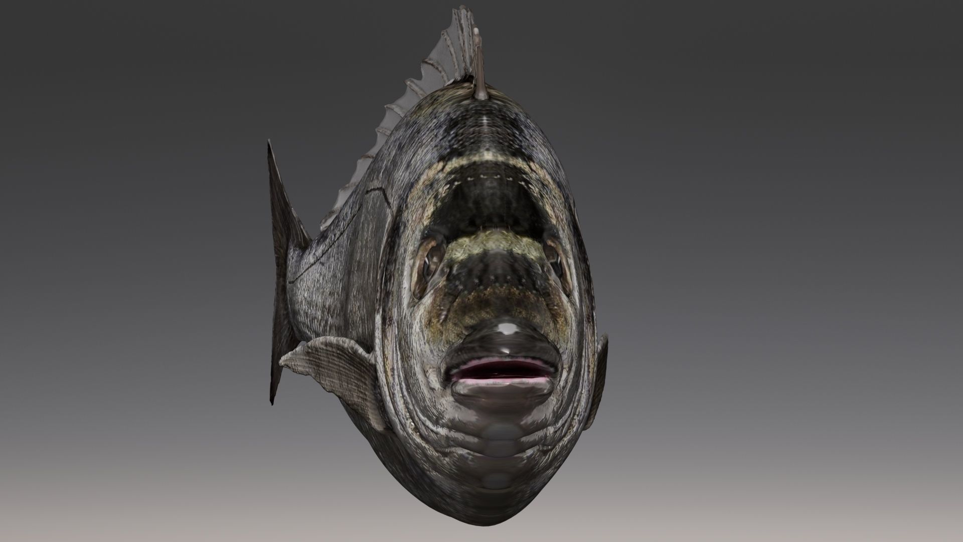 Fish Animated Sea Bream 3D model_3