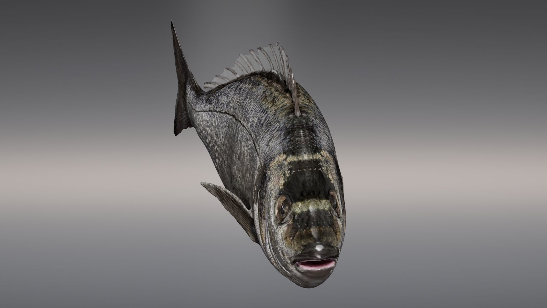 Fish Animated Sea Bream 3D model_2