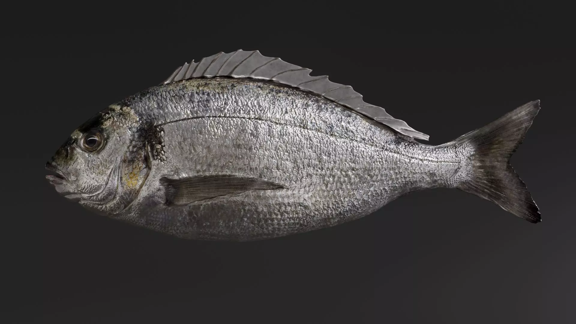 Fish Animated Sea Bream 3D model_0