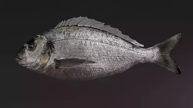  Fish Animated Sea Bream