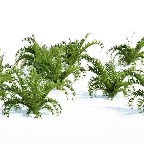 Evergreen Fern Plants Low-poly 3D model