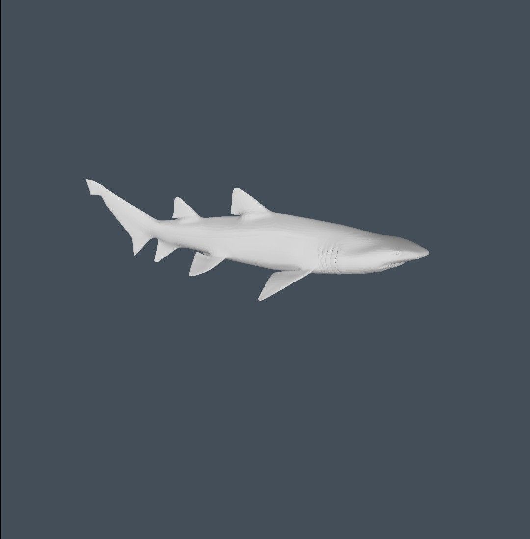 Shark 3D model_4