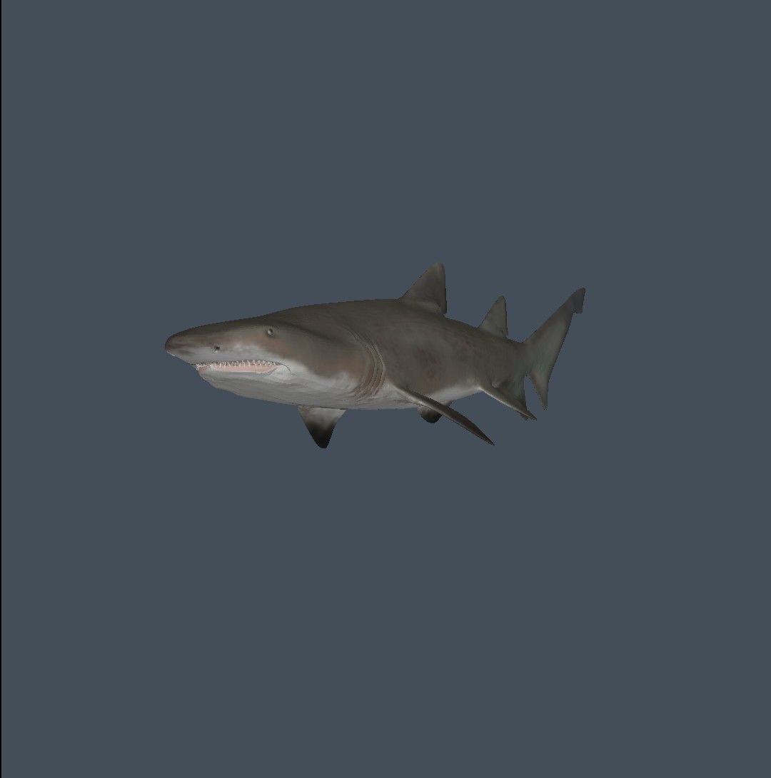 Shark 3D model_2