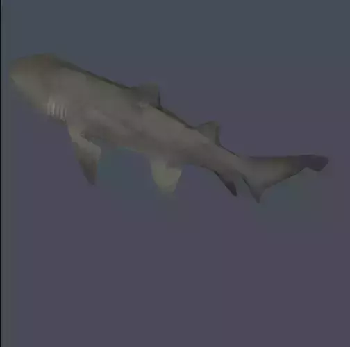 Shark