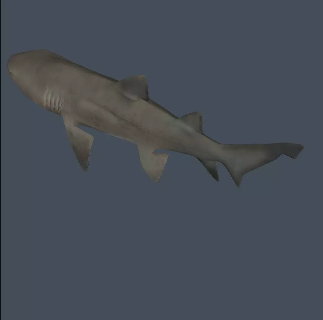 Shark 3D model_0