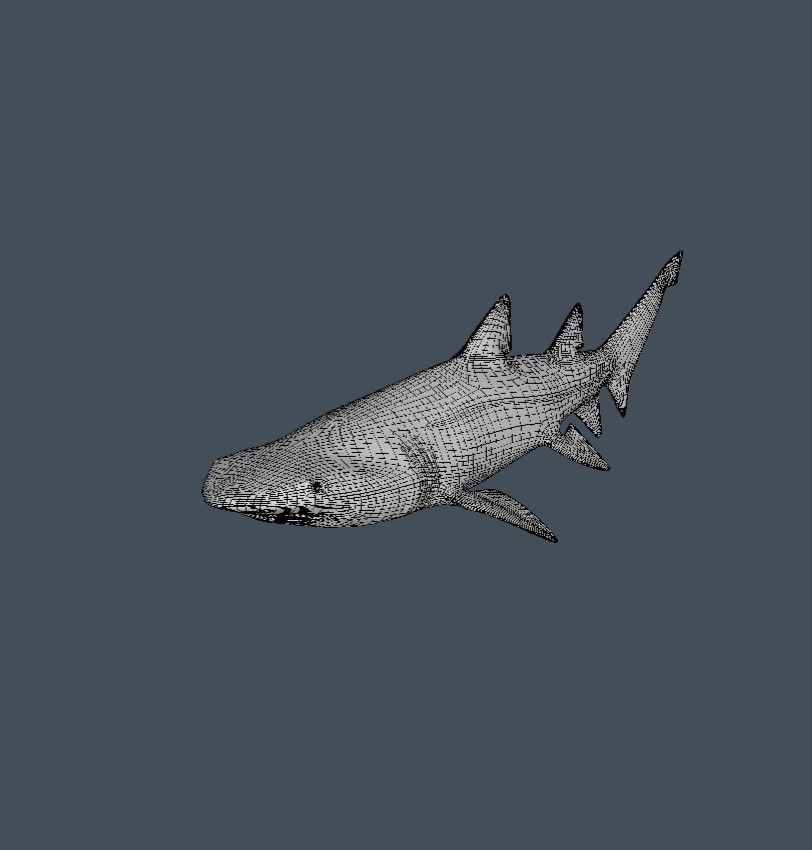 Shark 3D model_3
