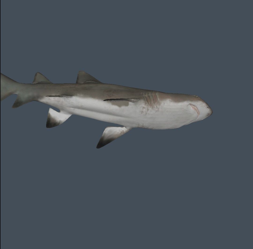 Shark 3D model_1