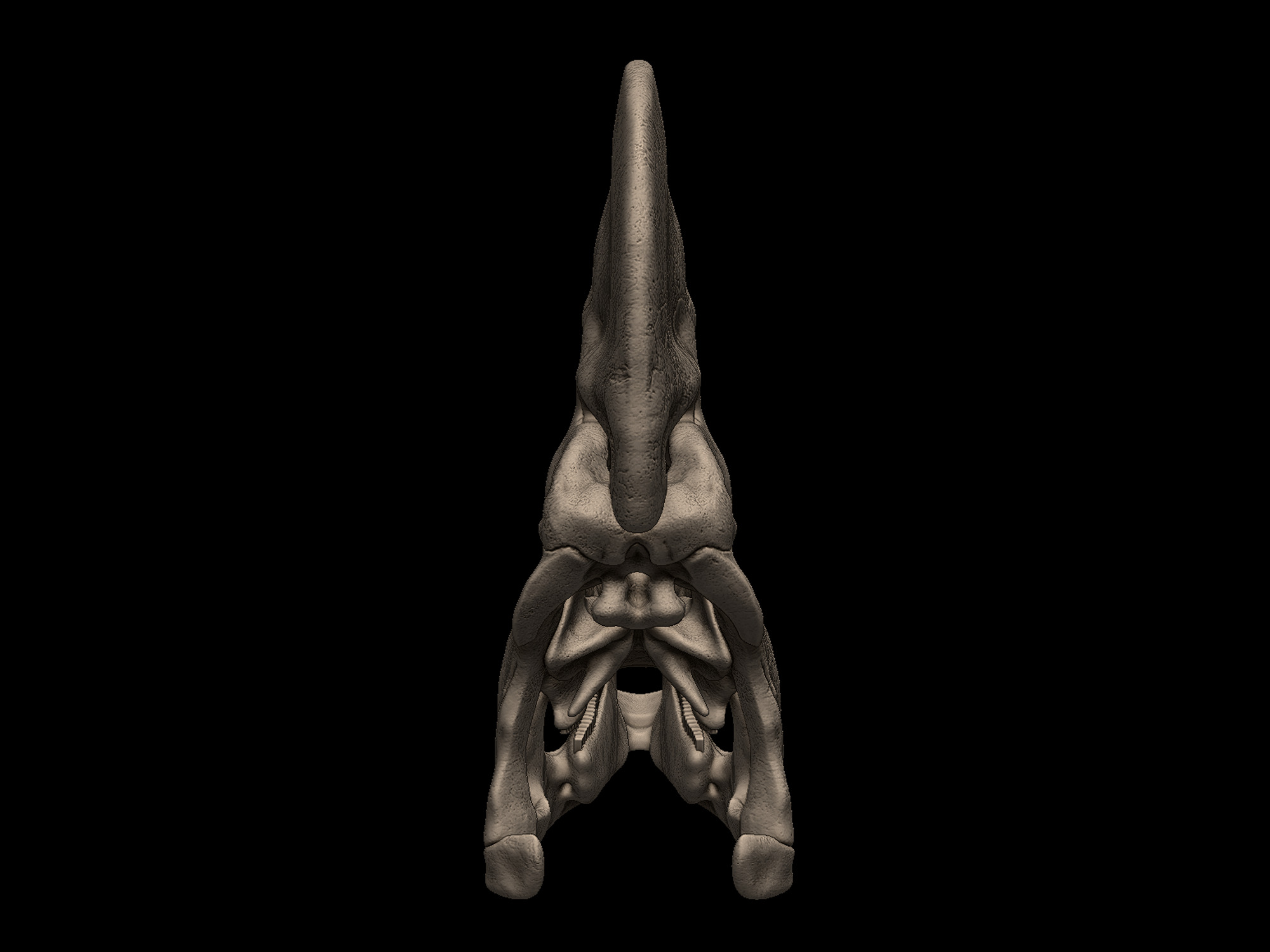 Corythosaurus Skull 3D print model_4