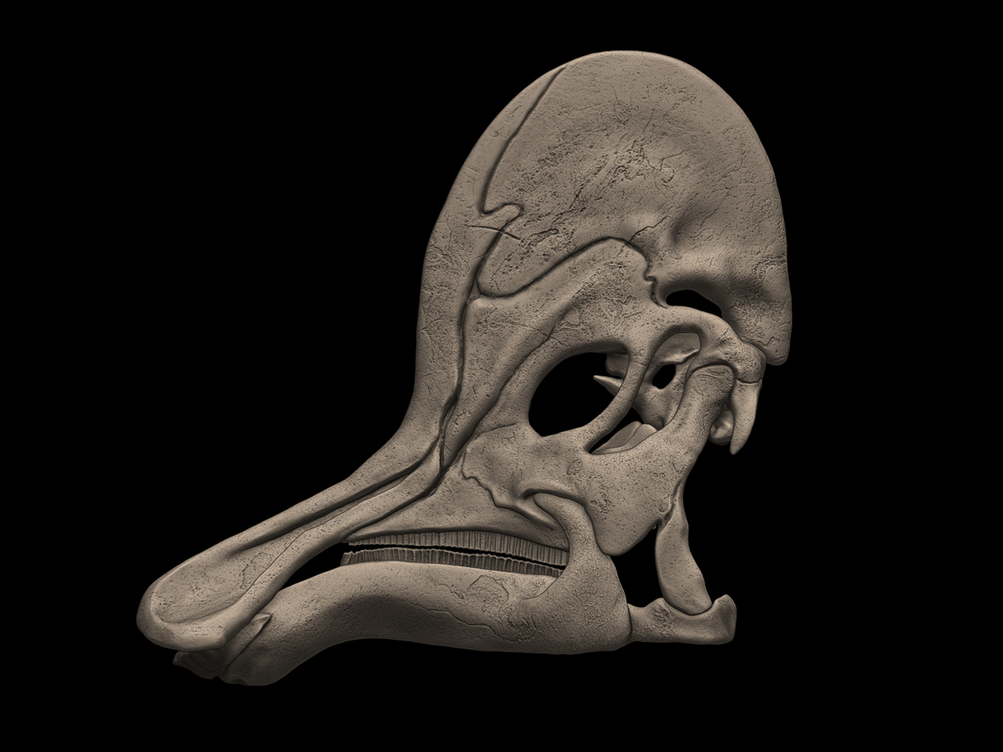 Corythosaurus Skull 3D print model_2
