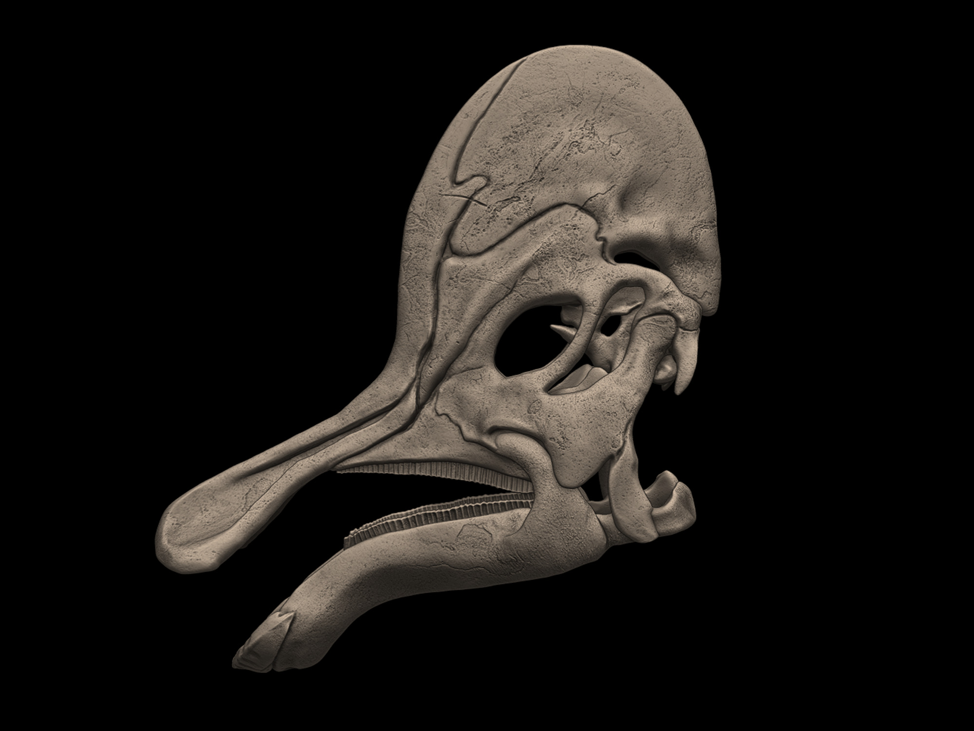 Corythosaurus Skull 3D print model_5