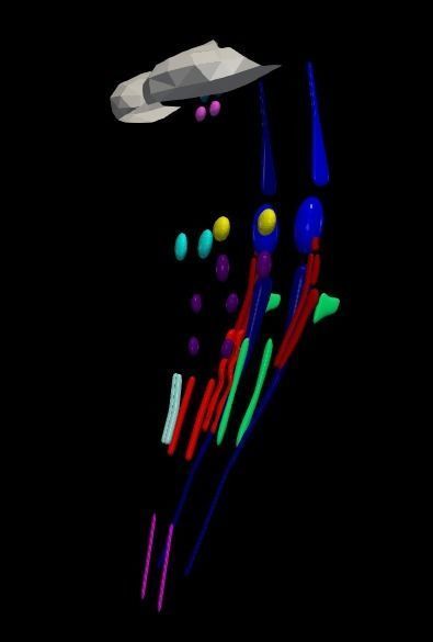 3D Model of Cranial Nerve Nuclei 3D model_11