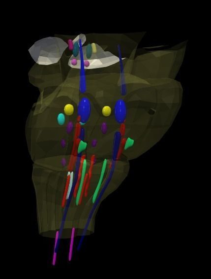 3D Model of Cranial Nerve Nuclei 3D model_27