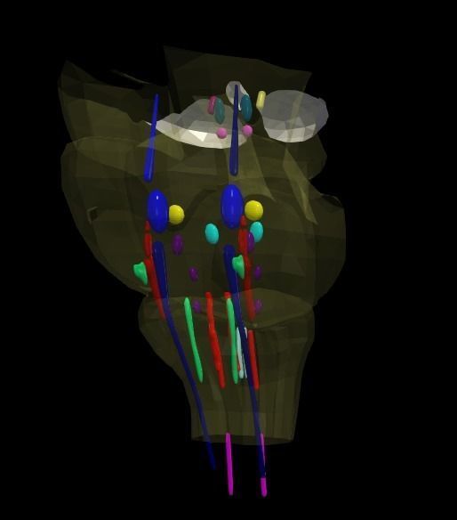 3D Model of Cranial Nerve Nuclei 3D model_5
