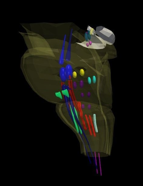 3D Model of Cranial Nerve Nuclei 3D model_4
