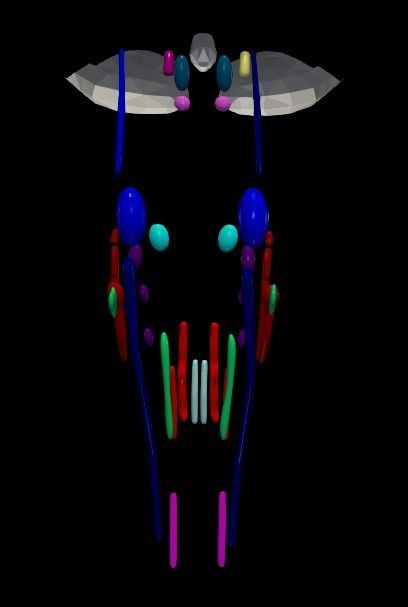 3D Model of Cranial Nerve Nuclei 3D model_22