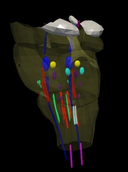 3D Model of Cranial Nerve Nuclei 3D model_3