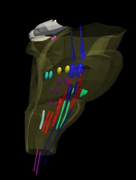 3D Model of Cranial Nerve Nuclei 3D model_28