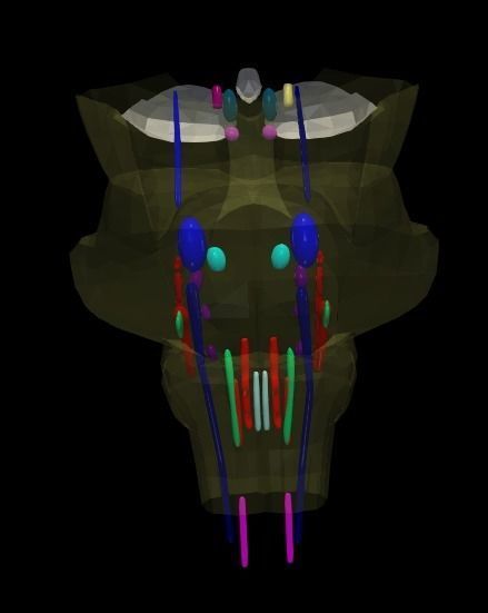 3D Model of Cranial Nerve Nuclei 3D model_26