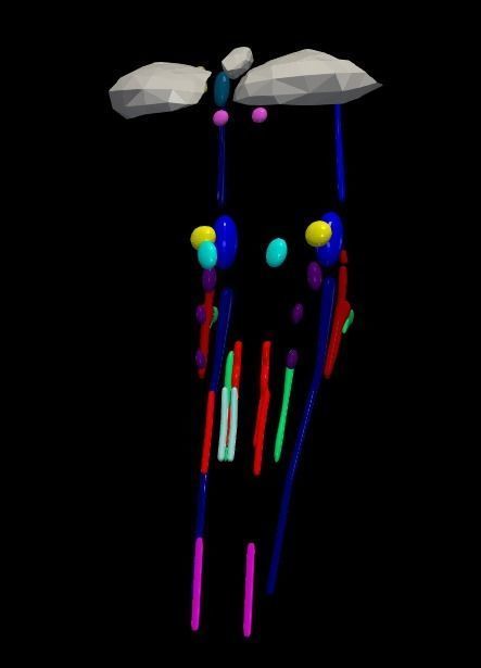 3D Model of Cranial Nerve Nuclei 3D model_2
