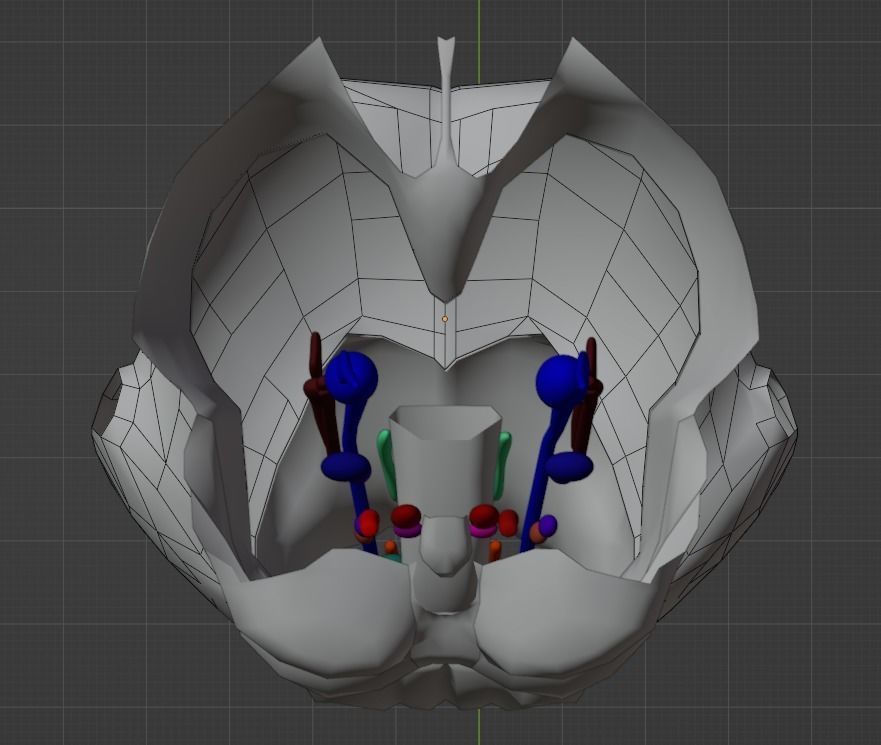 3D Model of Cranial Nerve Nuclei 3D model_9