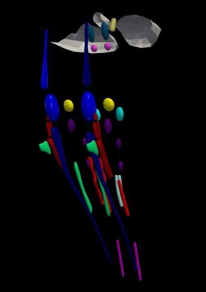 3D Model of Cranial Nerve Nuclei 3D model_24