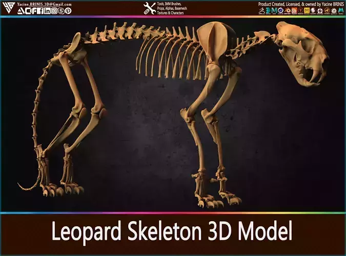 Leopard Skeleton 3D Model