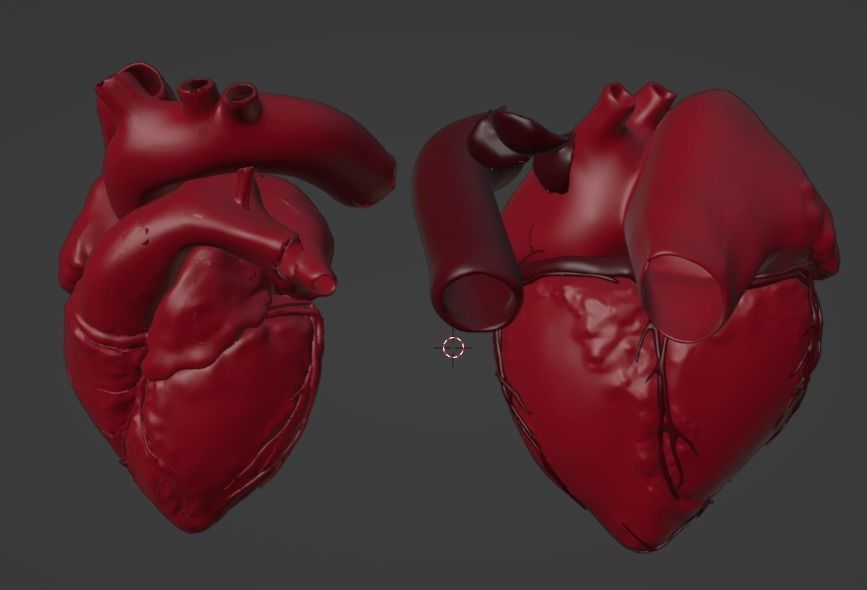 3D Model of Heart Chambers 2 pack 3D model_26