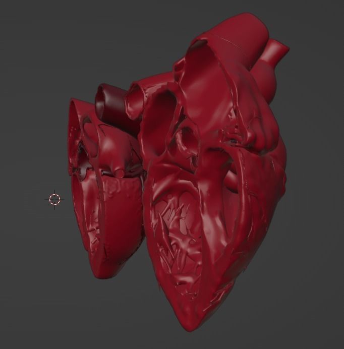 3D Model of Heart Chambers 2 pack 3D model_20
