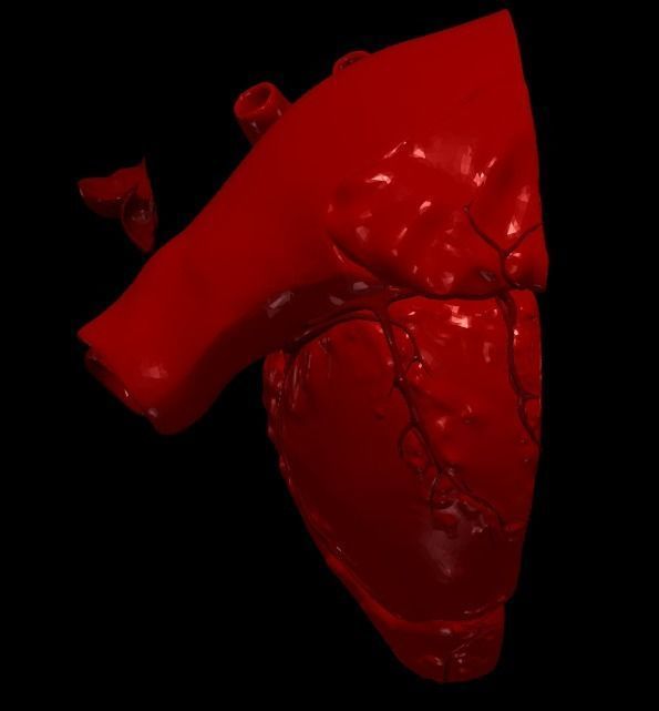 3D Model of Heart Chambers 2 pack 3D model_77