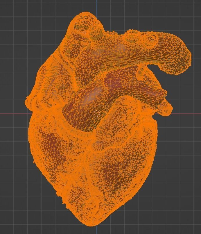 3D Model of Heart Chambers 2 pack 3D model_60