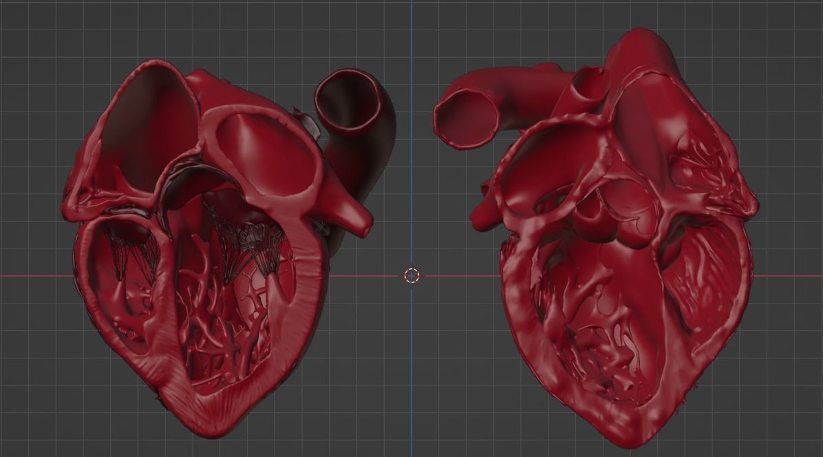 3D Model of Heart Chambers 2 pack 3D model_17