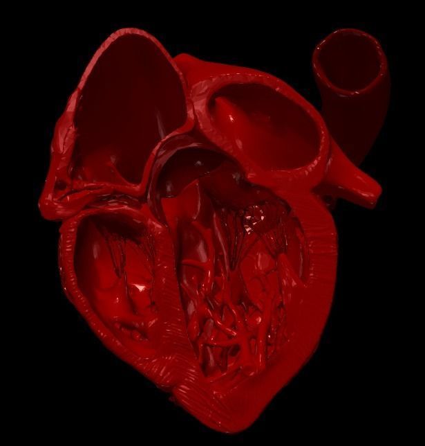 3D Model of Heart Chambers 2 pack 3D model_79