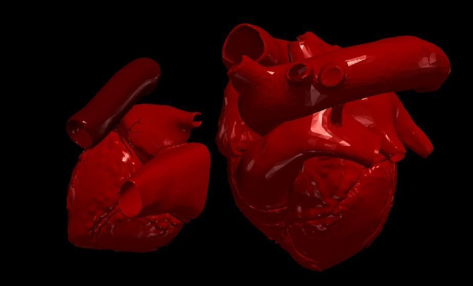 3D Model of Heart Chambers 2 pack 3D model_22