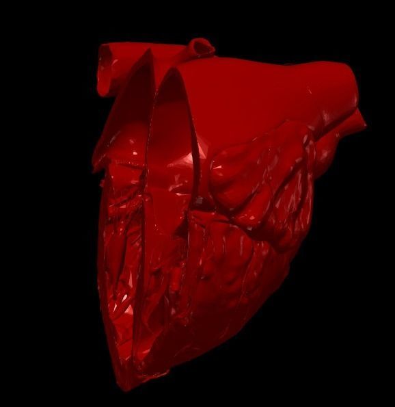3D Model of Heart Chambers 2 pack 3D model_7