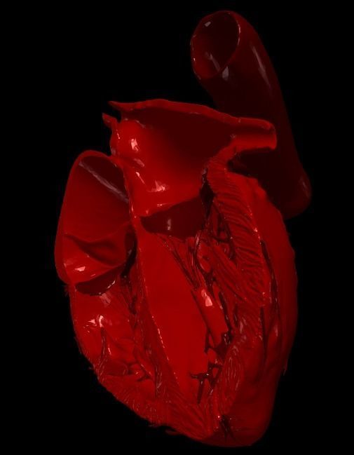 3D Model of Heart Chambers 2 pack 3D model_78