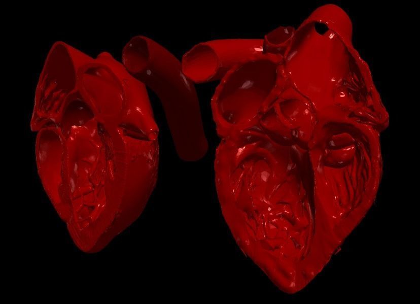 3D Model of Heart Chambers 2 pack 3D model_16