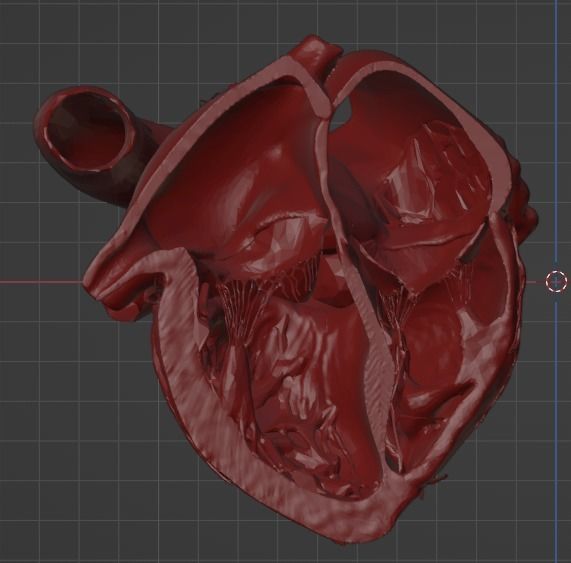 3D Model of Heart Chambers 2 pack 3D model_72
