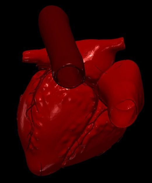 3D Model of Heart Chambers 2 pack 3D model_61