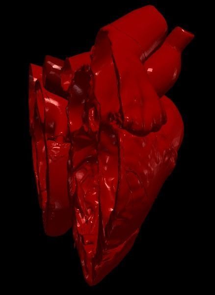 3D Model of Heart Chambers 2 pack 3D model_23