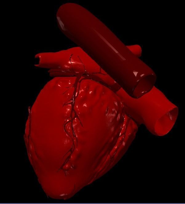 3D Model of Heart Chambers 2 pack 3D model_74