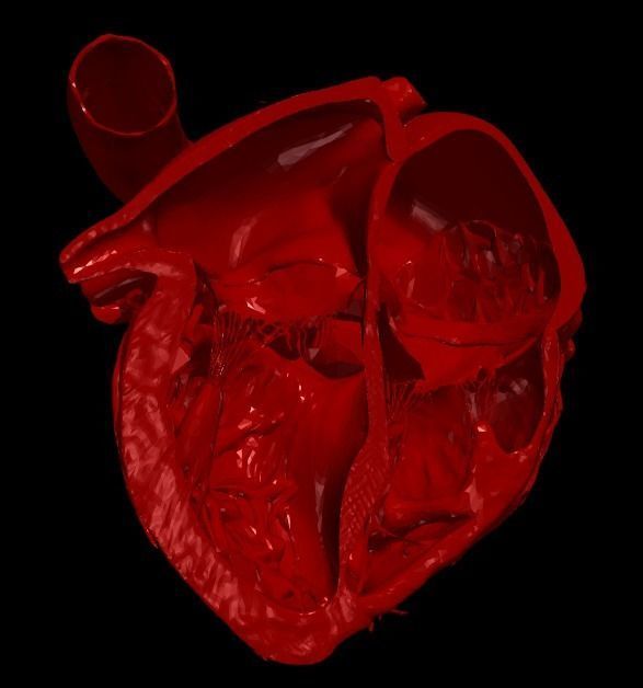 3D Model of Heart Chambers 2 pack 3D model_5