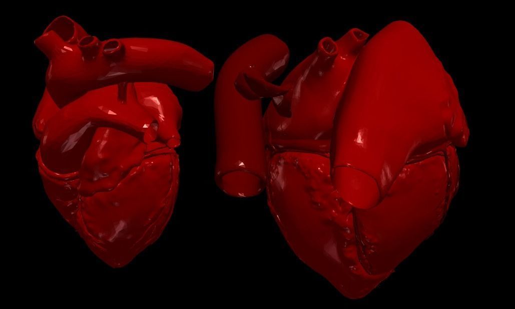 3D Model of Heart Chambers 2 pack 3D model_62